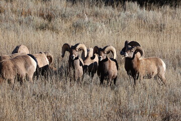 Obraz premium Bighorn Sheep Rams