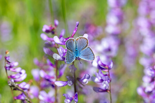 Lycaenidae / &Ccedil;okg&ouml;zl&uuml; Mavi / Common Blue / Polyommatus icarus