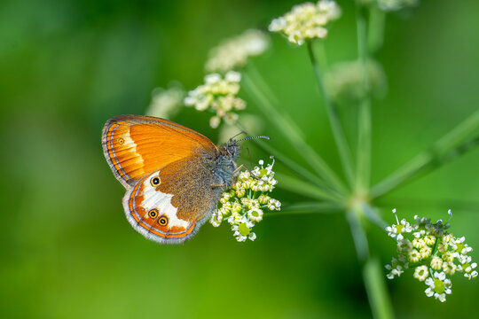 Satyridae / Funda Zıpzıp Perisi / Pearly Heath / Coenonympha arcania