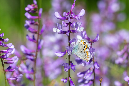Lycaenidae / &Ccedil;okg&ouml;zl&uuml; Mavi / Common Blue / Polyommatus icarus