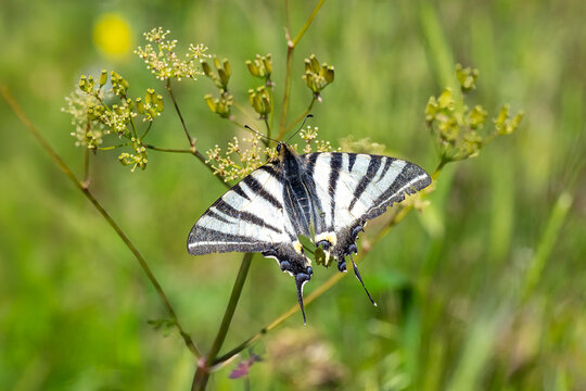 
Papilionidae / Erik Kırlangı&ccedil;kuyruğu / Scarce Swallowtail / Iphiclides podalirius