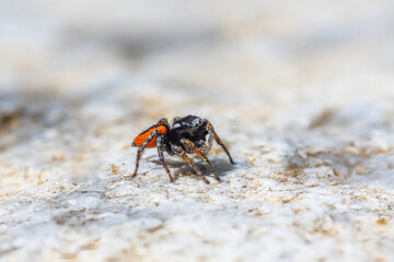Fototapeta premium crab on the beach