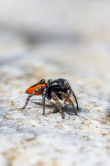 Fototapeta premium crab on the beach