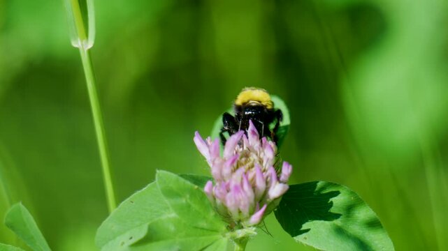Closeup of garden bumblebee (Bombus hortorum) that feeds on nectar of the red clover (Trifolium pratense),