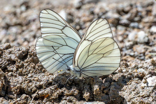 
Pieridae / Alı&ccedil; Kelebeği / Black-veined White / Aporia crataegi