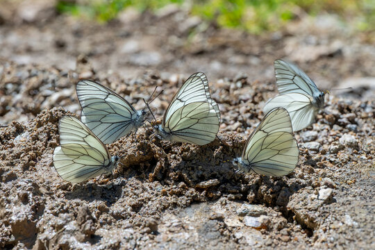 
Pieridae / Alı&ccedil; Kelebeği / Black-veined White / Aporia crataegi