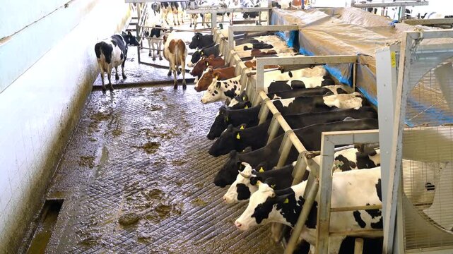 Stock video footage of cows entering the milking parlor queue in a modern dairy farm; automatic barrier system, cattle management, and milk production in industrial facilities.