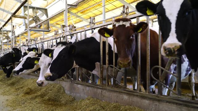 Stock video footage of Holstein dairy cows feeding on mixed fodder in a modern barn; cattle breeding and milk production in an industrial farm setting.