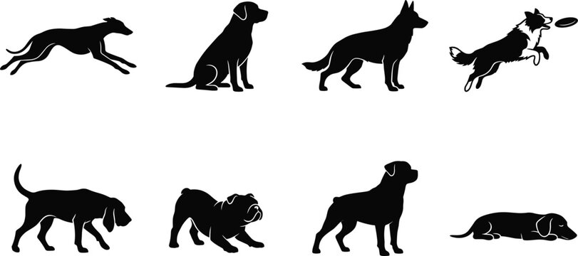 Vector silhouettes of various purebred dogs showing different activities and poses isolated on white background icon set