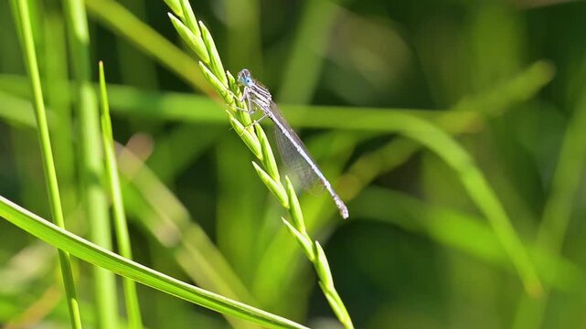 A close-up video of a beautiful dragonfly