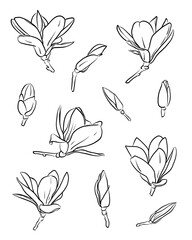 Set of elegant line art magnolia flowers in different angles. Minimalist outline style for seamless patterns, textile design, packaging, wedding stationery, branding, and decorative projects. © Elen_K.6