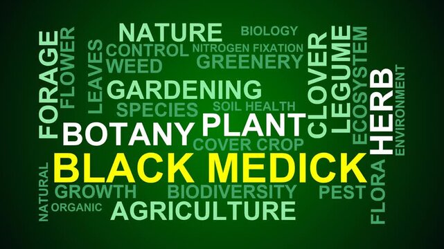 Black Medick Word Cloud
