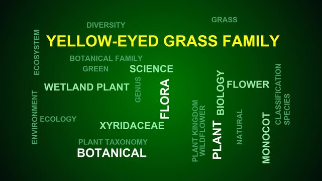 Yellow-Eyed Grass Family Word Cloud