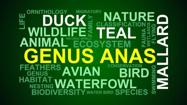 Genus Anas Word Cloud