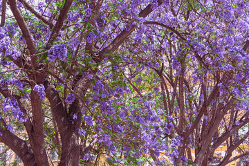 Kwitnąca Jakaranda mimozolistna (Jacaranda mimosifolia) z fioletowymi kwiatami, Malaga  Hiszpania © Grzegorz Polak