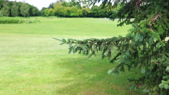 Big spruce growing in plain field in sunny summer day in green field. 