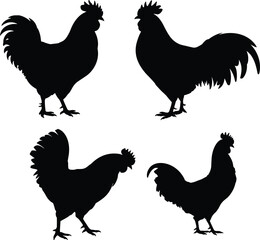 Set of black rooster silhouettes in various standing poses isolated on white background for agricultural and farm design themes © Sreekhamol