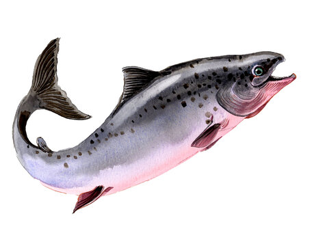 Male Humpback Salmon in Spawning Form, Authentic Traditional Watercolor Painting, Fine Art Scan