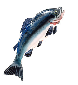 Jumping Cutthroat Trout Fish, Hand-Painted Original Watercolor Illustration with Water Splashes
