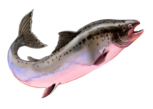 Pink Salmon Male Fish, Hand-Painted Original Watercolor Illustration Scanned on White Background