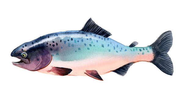 Coho Salmon Ocean Phase Fish, Hand-Painted Original Watercolor Illustration Scanned on White Background