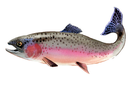 Sea-Run Rainbow Trout Steelhead, Authentic Traditional Watercolor Painting, Salmonid Fine Art Scan