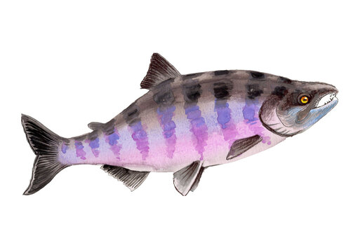 Male Chum Salmon in Spawning Colors, Authentic Traditional Watercolor Painting, Calico Pattern Fine Art Scan