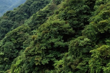Obraz premium Dense green mountain slope covered with trees and vegetation. Lush forest grows wild on hillside under soft natural light. Untouched wilderness, remote natural beauty.