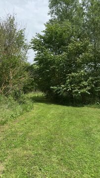 Sunny green park meadow with trees and mowed grass