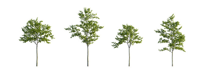 Elm Tree Set with Four Young Green Trees, Ulmus Laevis Tree Set with Four Green Garden Trees on Transparent Background © roshch.a
