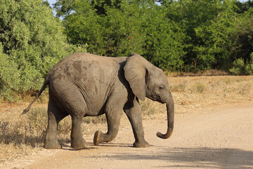 Fototapeta premium Afrikanischer Elefant / African elephant / Loxodonta africana