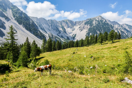 Grazing cow on alpine meadow below rocky peaks