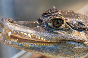 Fototapeta premium A detailed close up profile of a caiman resting in an enclosure. The image highlights the reptilian eye, sharp teeth, and textured scales against a softly blurred background.