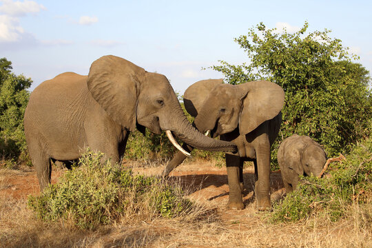 Afrikanischer Elefant / African elephant / Loxodonta africana