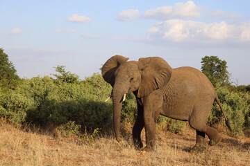 Fototapeta premium Afrikanischer Elefant / African elephant / Loxodonta africana