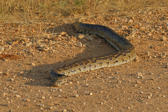 S&uuml;dlicher Felsenpython / Southern African rock python / Python natalensis