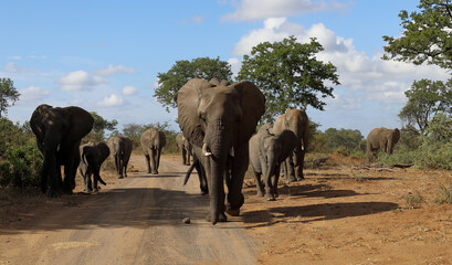 Naklejka premium Afrikanischer Elefant / African elephant / Loxodonta africana