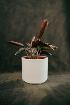 plante verte dans un pot rouge sur un fond vert 
