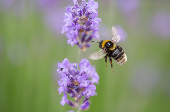 Bumblebee in flight with purple flower lavender, close-up