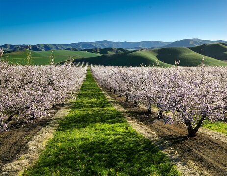 almond orchards in full bloom with green rolling hills in california s central valley