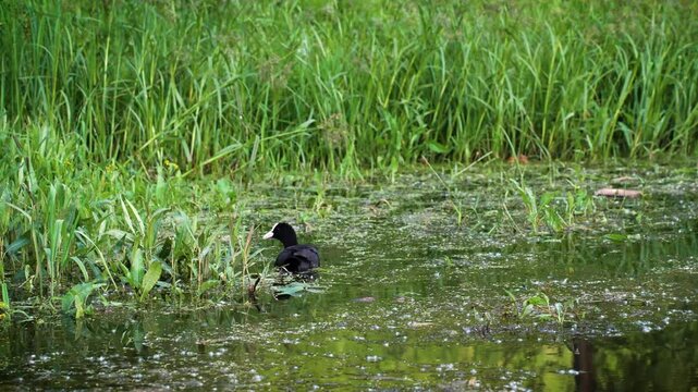 Photo of an American coot (Fulica americana) swimming in a lake. The American coot is a migratory bird that occupies most of North America.
