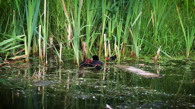 Photo of an American coot (Fulica americana) swimming in a lake. The American coot is a migratory bird that occupies most of North America.