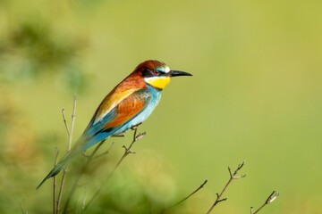 Obraz premium Bienenfresser - European bee-eater (Merops apiaster),
