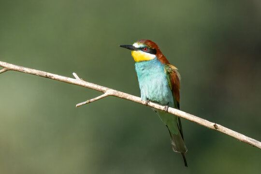 Bienenfresser - European bee-eater  (Merops apiaster),