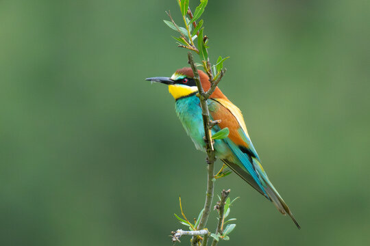 Bienenfresser - European bee-eater  (Merops apiaster),