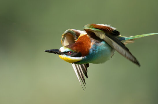 Bienenfresser - European bee-eater  (Merops apiaster),
