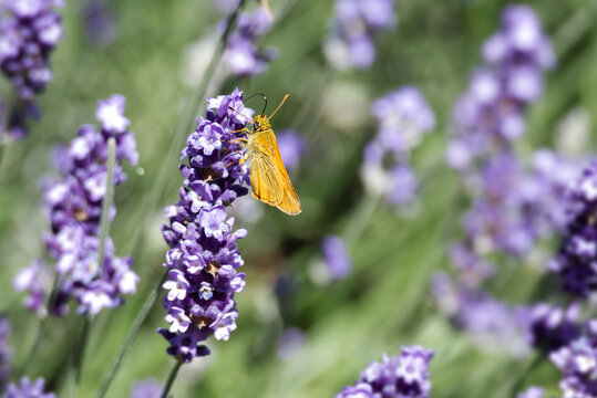 Large Skipper butterfly (Ochlodes sylvanus) perched on lavender plant in Zurich, Switzerland