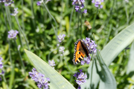 Small tortoiseshell butterfly (Aglais urticae) perched on lavender in Zurich, Switzerland