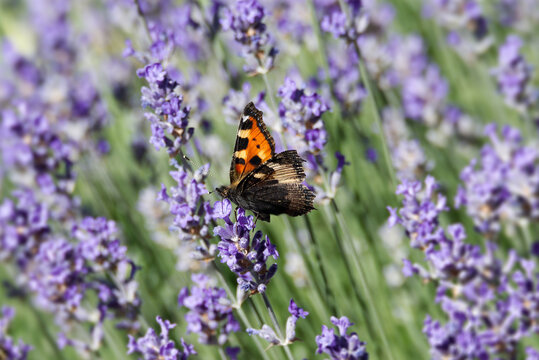 Small tortoiseshell butterfly (Aglais urticae) perched on lavender in Zurich, Switzerland