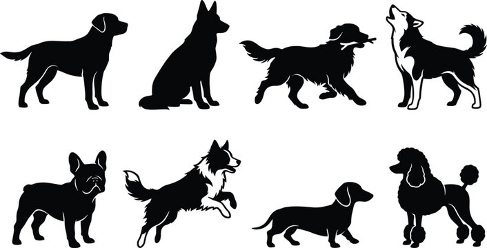 Collection of domestic dog breed silhouettes featuring labrador german shepherd golden retriever husky french bulldog border collie and poodle vectors